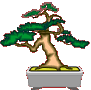 printable coloring of bonsai
