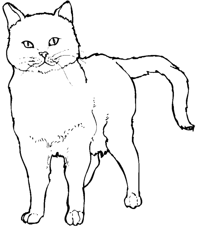 Real Cat Coloring Pages