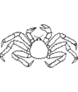 free printable crab coloring for children