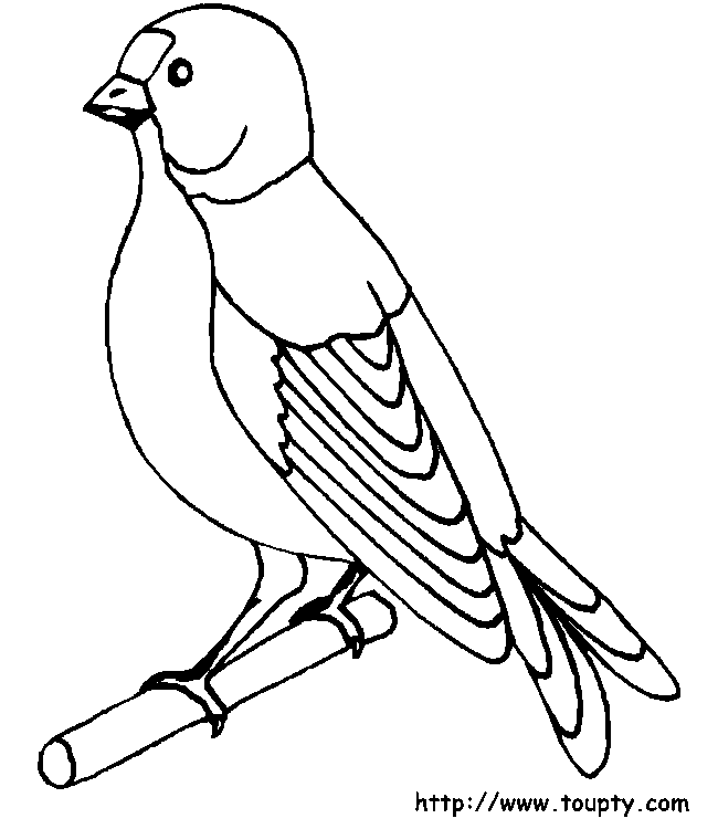 birds colourings to print
