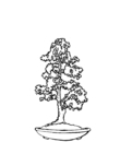 bonsai coloring for children