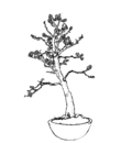 bonsai coloring printable for children