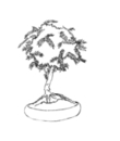 free bonsai colouring to print 4 children