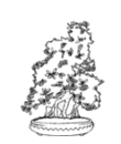 bonsai coloring to print