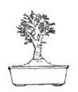 free bonsai colouring to print for child
