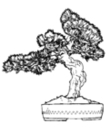 free printable bonsai coloring for kids