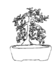 free printable bonsai coloring for children