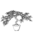 free printable bonsai coloring 4 kids