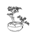 free printable bonsai coloring 4 children