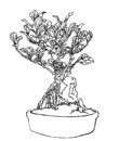 bonsai coloring for kids