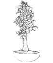 free bonsai coloring