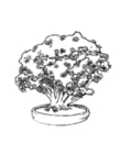 free bonsai coloring to print