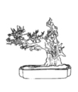 free bonsai coloring to be print