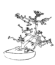 bonsai coloring for child
