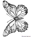 12 - free butterfly printable coloring